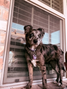 Gertie